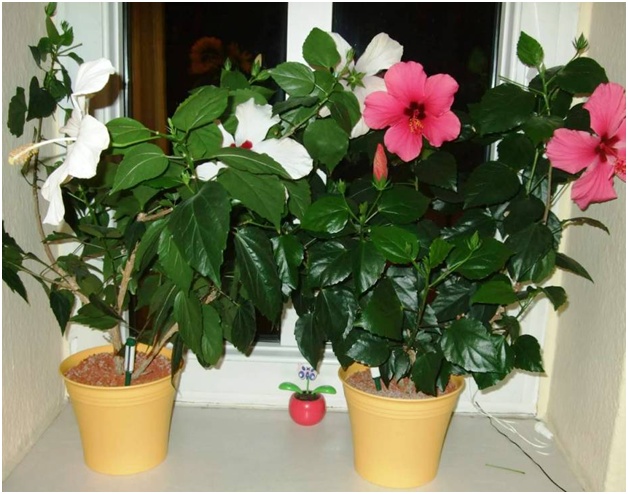 blomsterhave