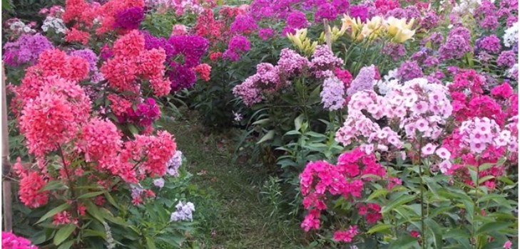 phlox i haven