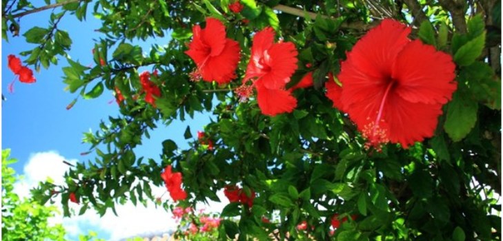 Hibiscus blomster