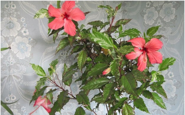 hibiscus i huset