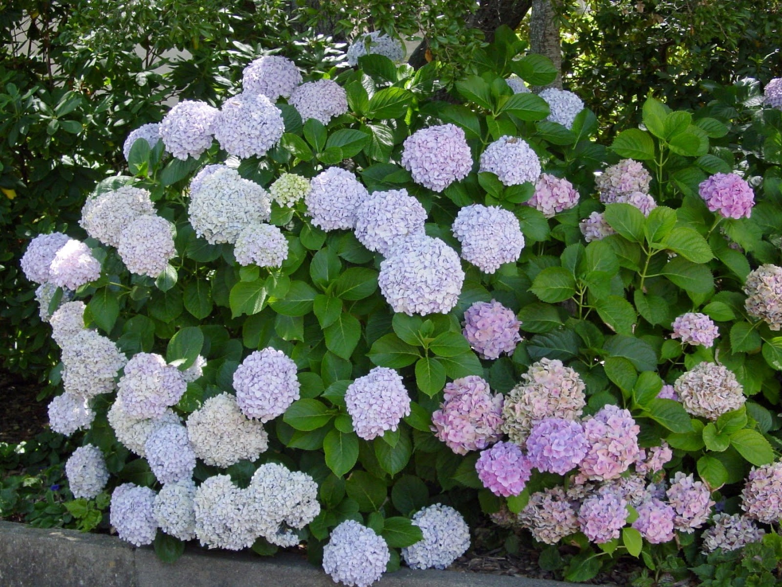 bush af hortensia