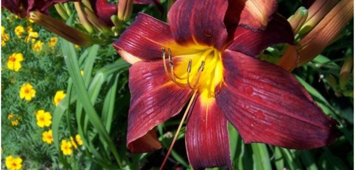 blomst af dagbarnet