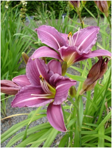 velplejede daglily