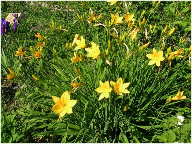avl daylily