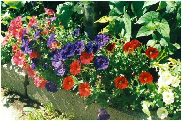 smukke petunia