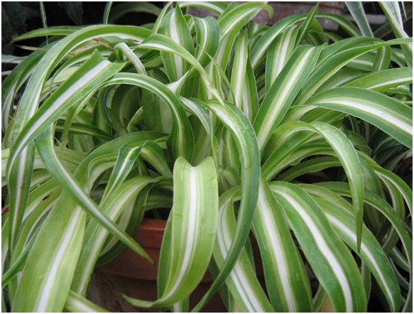 Dyrkning og pleje af chlorophytum