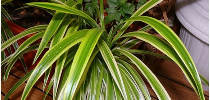 chlorophytum plante
