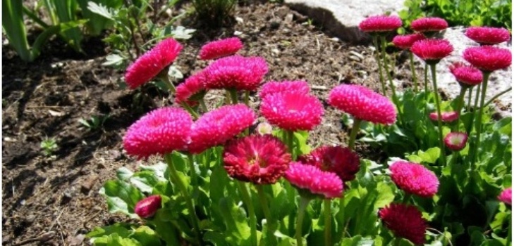 blomster af tusindfryd
