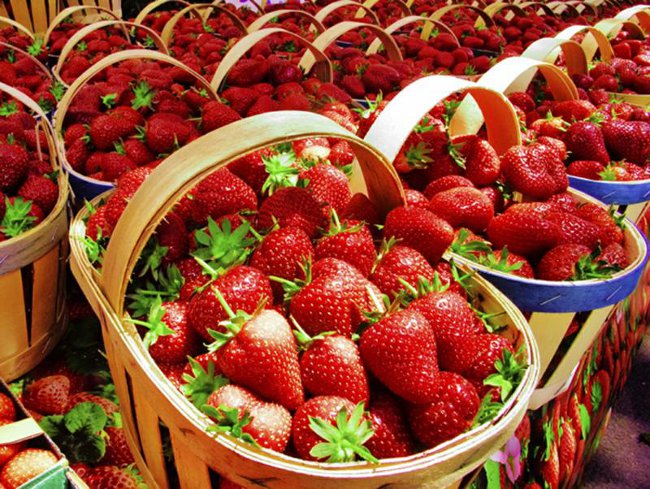 Voksende jordbær og jordbær