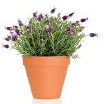 Voksende lavendel hjemme Voksende lavendel hjemme