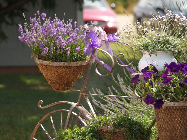 Voksende lavendel hjemme Voksende lavendel hjemme