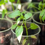 Voksende peberplanter Voksende peberplanter