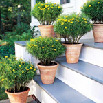 Voksning af planter i containere