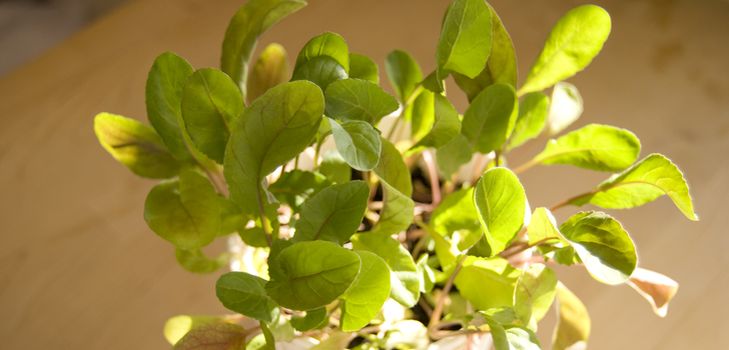 Dyrkning af arugula i hjemmet