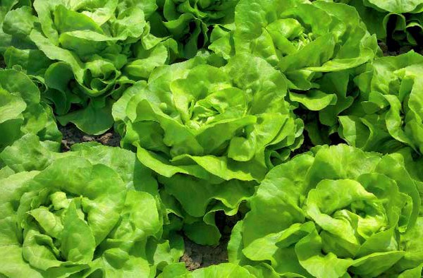 Voksende salat i teori og praksis, nyttige råd og anbefalinger