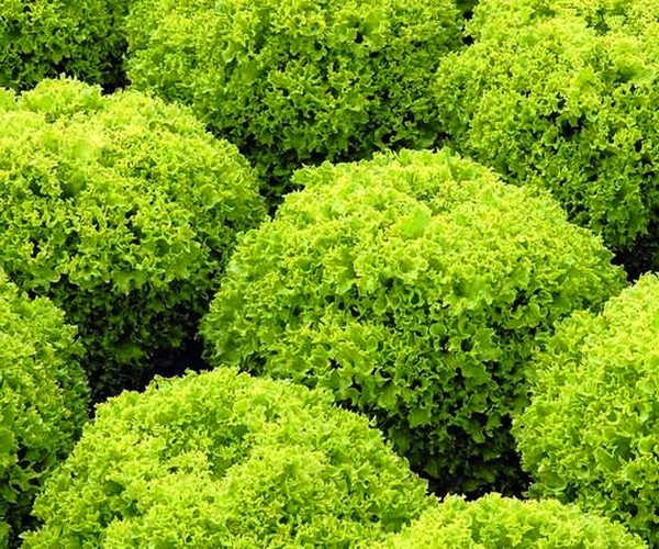 Voksende salat i teori og praksis, nyttige råd og anbefalinger