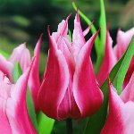 Dyrkning af tulipaner i haven