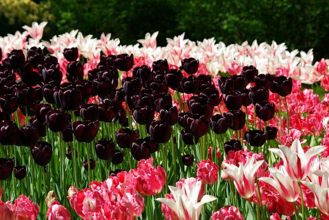 Dyrkning af tulipaner i haven
