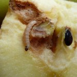 Apple frugtplade