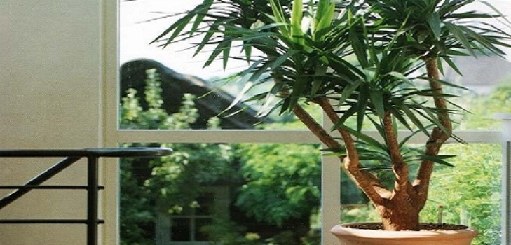 Yucca hjemme: pleje og reproduktion