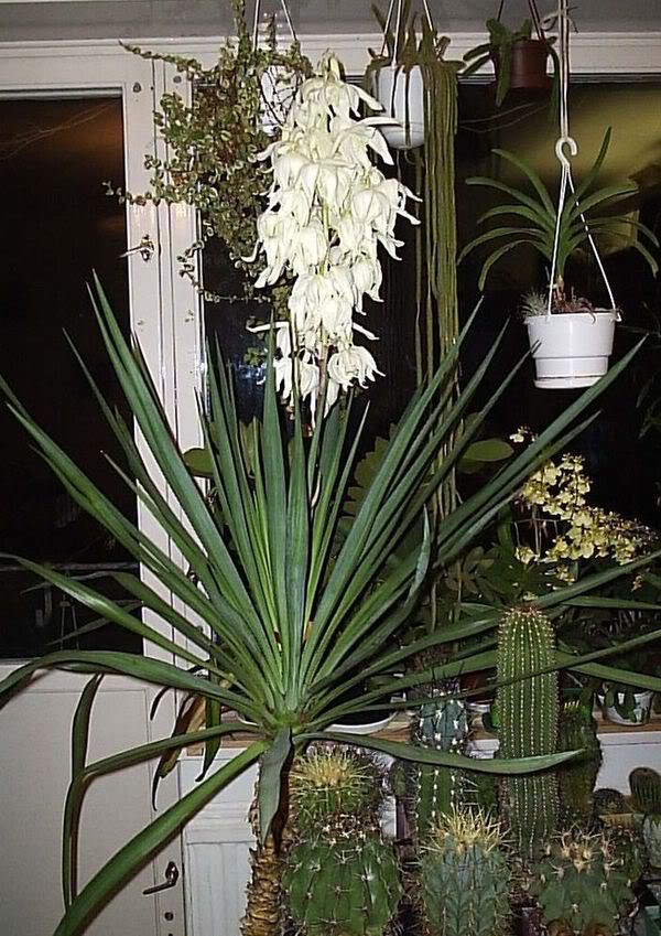Yucca hjemme: pleje og reproduktion