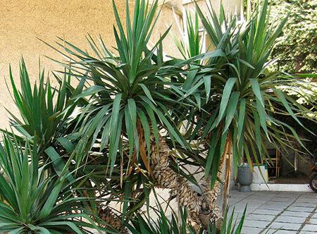 Yucca hjemme: pleje og reproduktion
