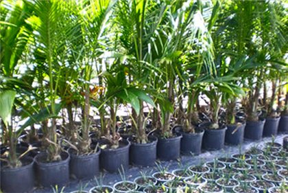 Yucca hjemme: pleje og reproduktion