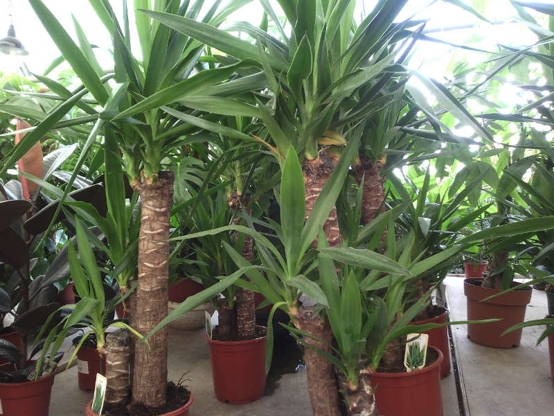 Yucca hjemme: pleje og reproduktion