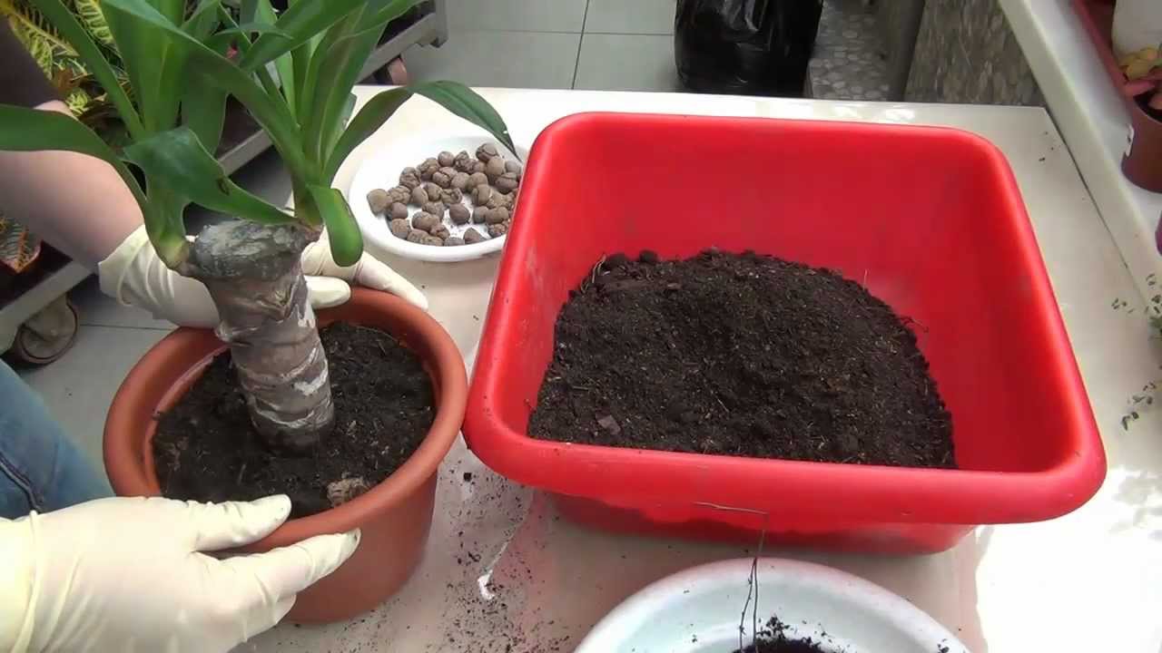 Yucca hjemme: pleje og reproduktion