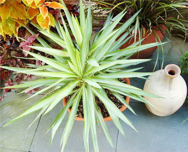 Yucca hjemme: pleje og reproduktion