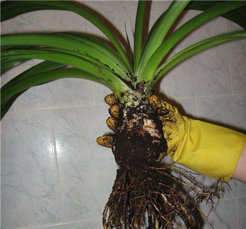 Yucca hjemme: pleje og reproduktion