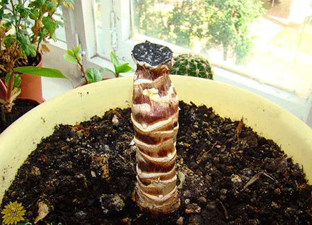 Yucca hjemme: pleje og reproduktion