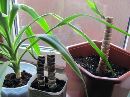Yucca hjemme: pleje og reproduktion