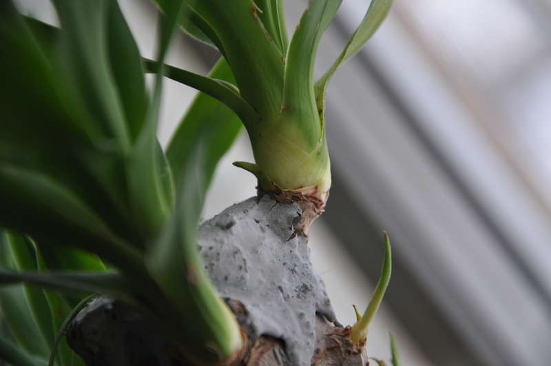 Yucca hjemme: pleje og reproduktion
