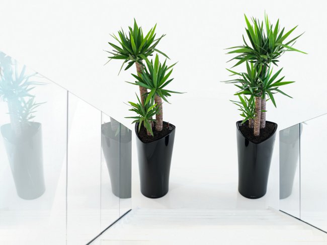 Yucca hjemme: pleje og reproduktion