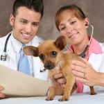 Profession Veterinær Profession Veterinær