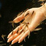 Ichthyomassage: pedicure med fisk Ichthyomassage: pedicure med fisk