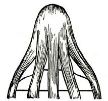 Hvordan man fletter en scythe? Hvordan man fletter en scythe?