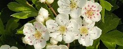 Bouillon af hagtorn blomster