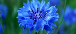 Infusion af cornflower