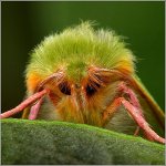 Frygt for insekter Frygt for insekter