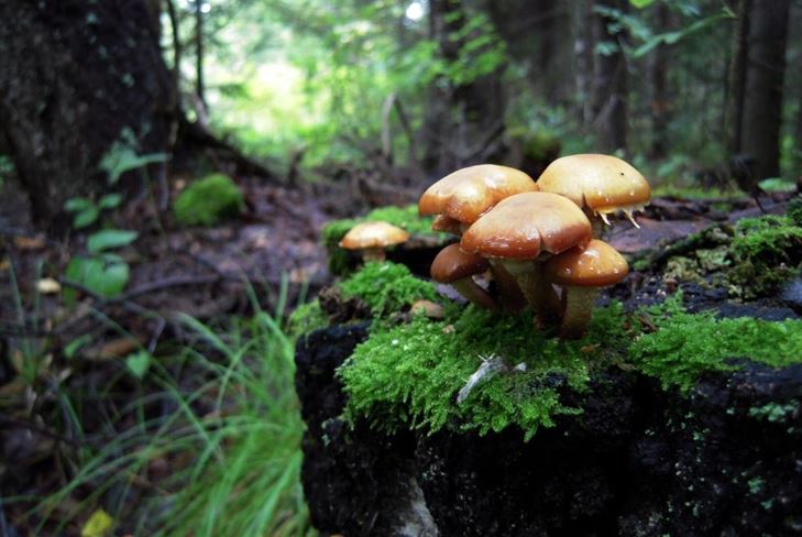 Svampe alfabet: svampe er falske og komplekse, foto