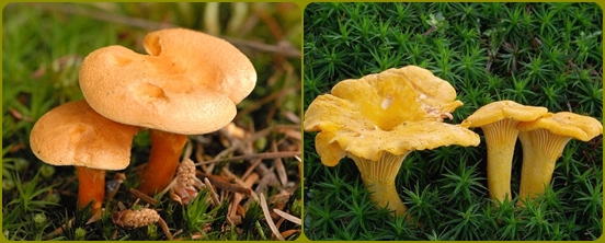 Svampe alfabet: svampe er falske og komplekse, foto