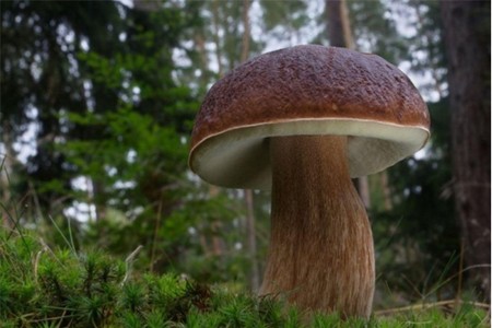 Borovik: billede og beskrivelse