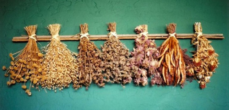 Disse planter beskytter dig og dit hus mod det onde øje: Vegetabilske amuletter fra ødelæggelse