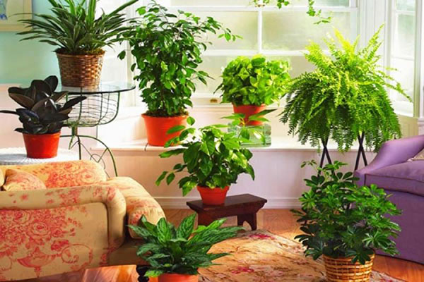 Disse planter beskytter dig og dit hus mod det onde øje: Vegetabilske amuletter fra ødelæggelse