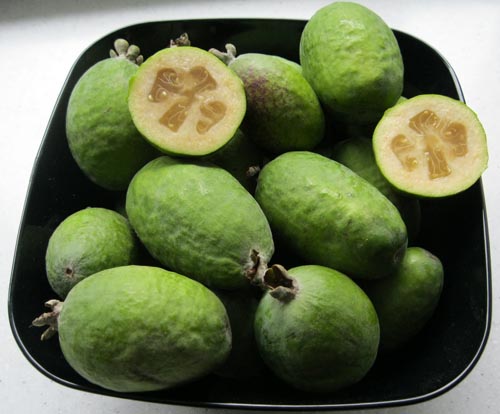 Feijoa - nyttige egenskaber, fordele og skader af feijoa