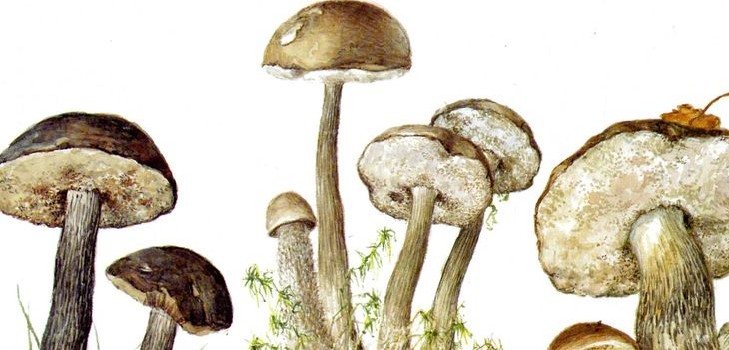 Champignon podderozovik: beskrivelse med billede