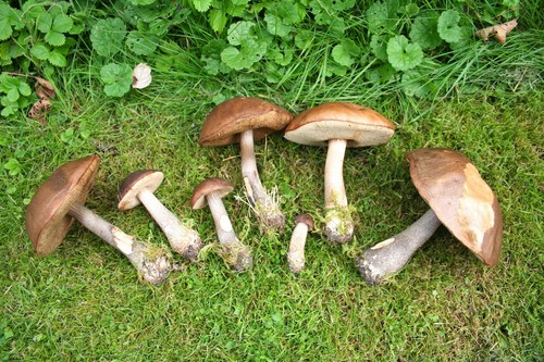 Champignon podderozovik: beskrivelse med billede