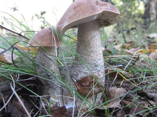 Champignon podderozovik: beskrivelse med billede